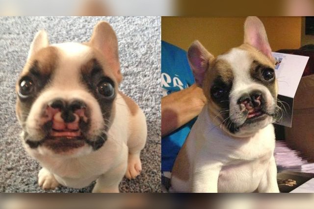 23 Therapy Dogs Who Are Too Pure For This World