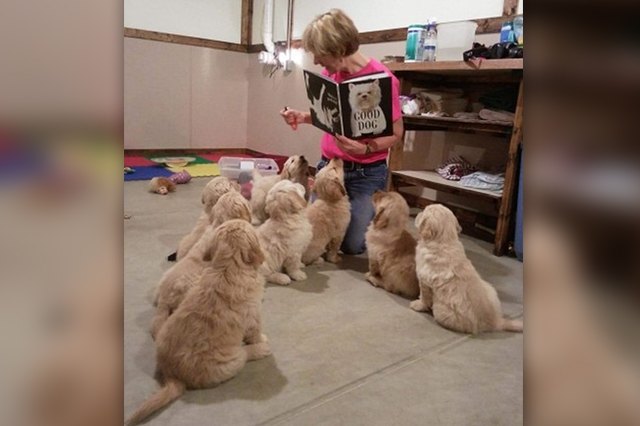 23 Therapy Dogs Who Are Too Pure For This World