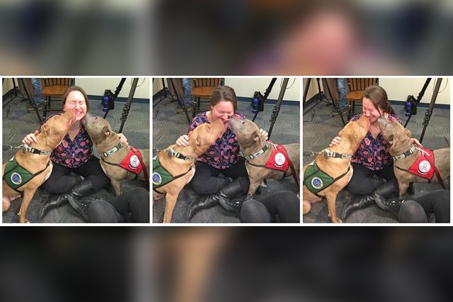 23 Therapy Dogs Who Are Too Pure For This World