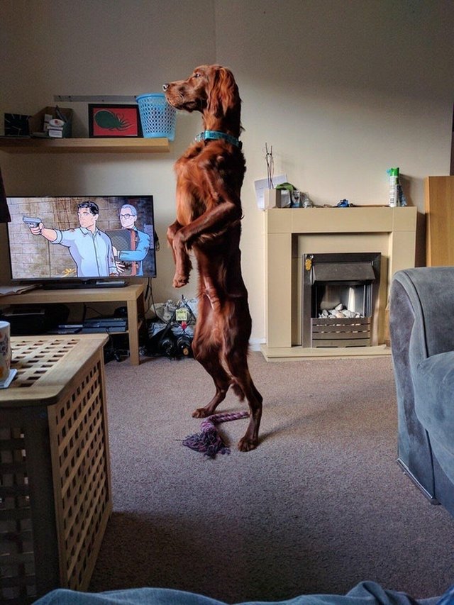 Best Dog Training App Reddit inspire all about edias