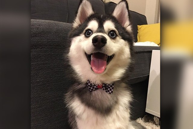 20 Puppies With The Best Smiles On The Internet