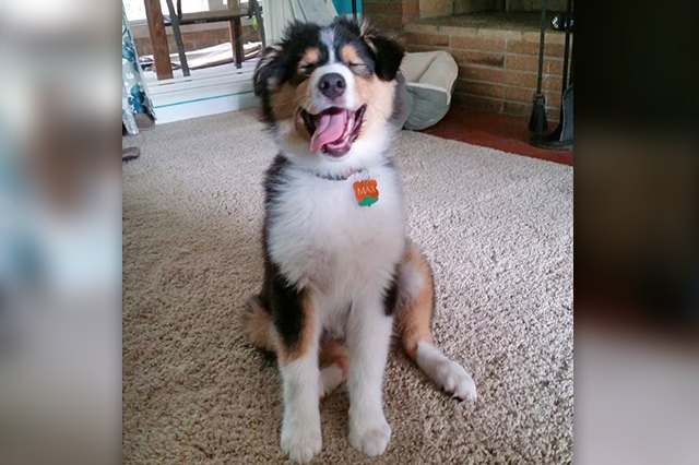 20 Puppies With The Best Smiles On The Internet
