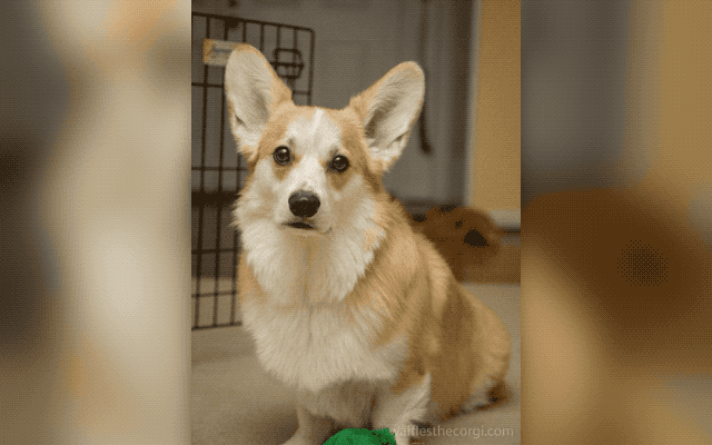 20 Puppies With The Best Smiles On The Internet