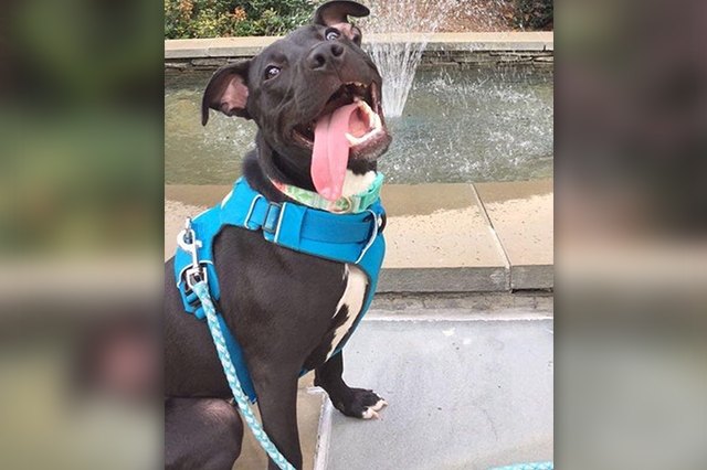 20 Puppies With The Best Smiles On The Internet