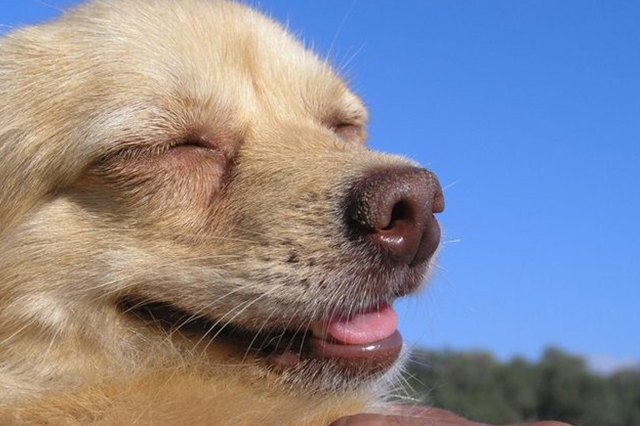 20 Puppies With The Best Smiles On The Internet