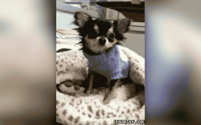 20 Puppies With The Best Smiles On The Internet