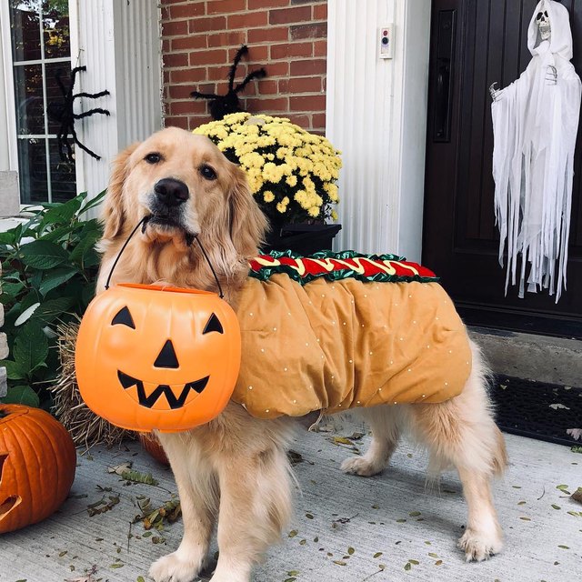 300+ Halloween Dog Names for 2022 – Top Dog Tips