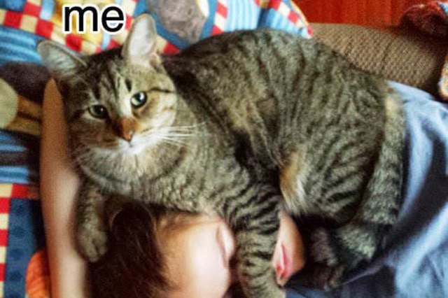 cat on human's head