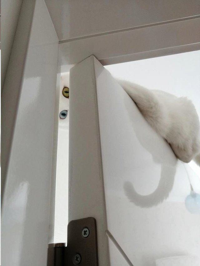 white cat peers down from top of door