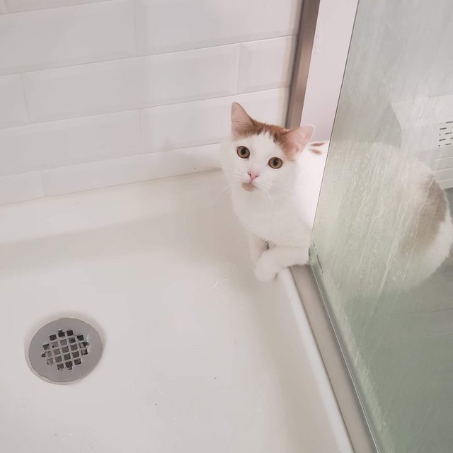 cat investigates shower