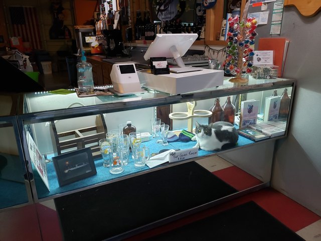 cat keeps watch over stuff in display case