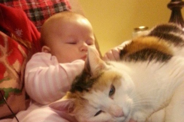 baby and cat on parent's lap