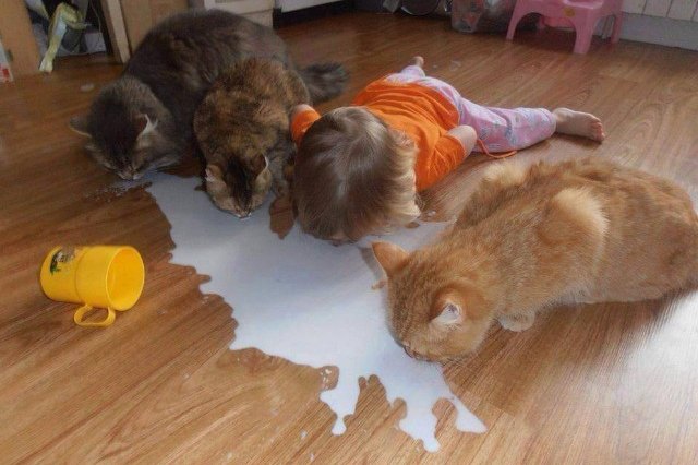 three cats and a baby drinking spilled milk off the floor