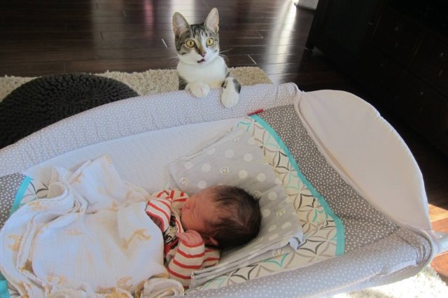 cat surprised to see baby in crib