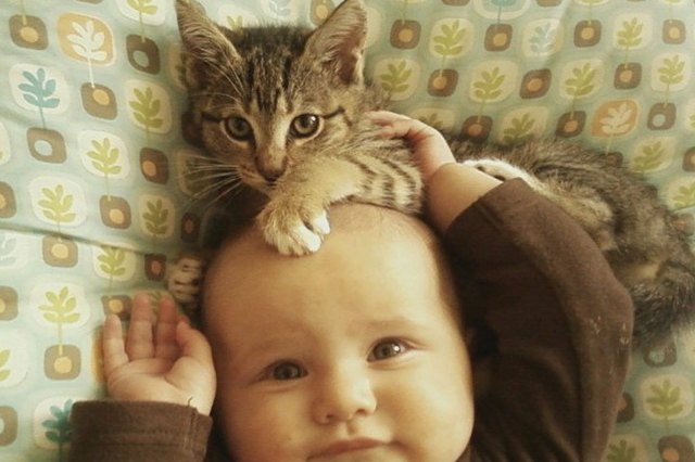 kitten lying on baby's head