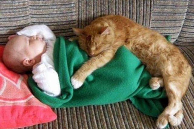 cat cuddling baby in a green blanket