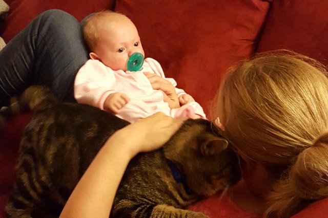 cat and baby lying on mom's lap