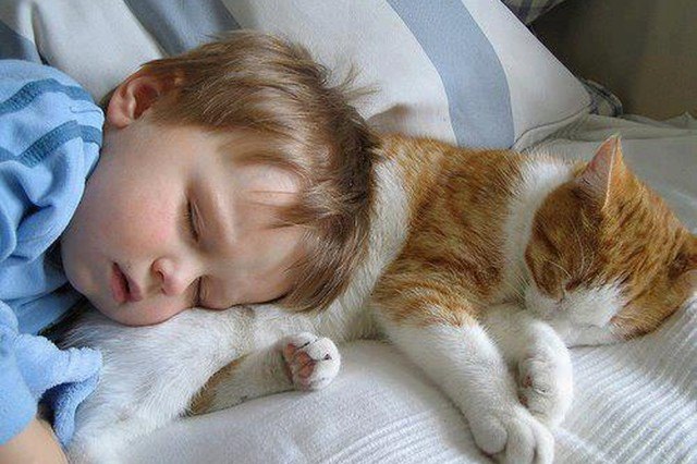 cat sleeping next to baby on pillow