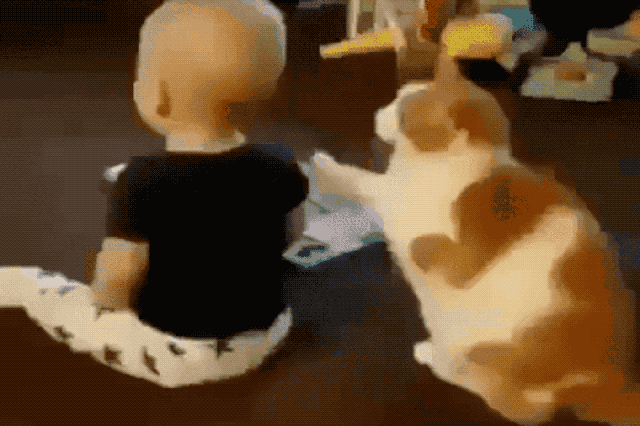 Cute cat poking baby