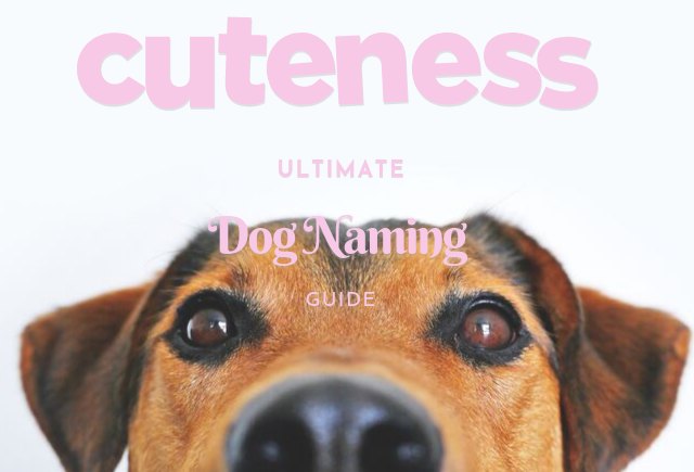 cuteness ultimate dog naming guide