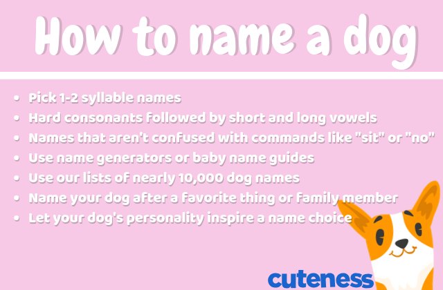 how to name a dog infographic