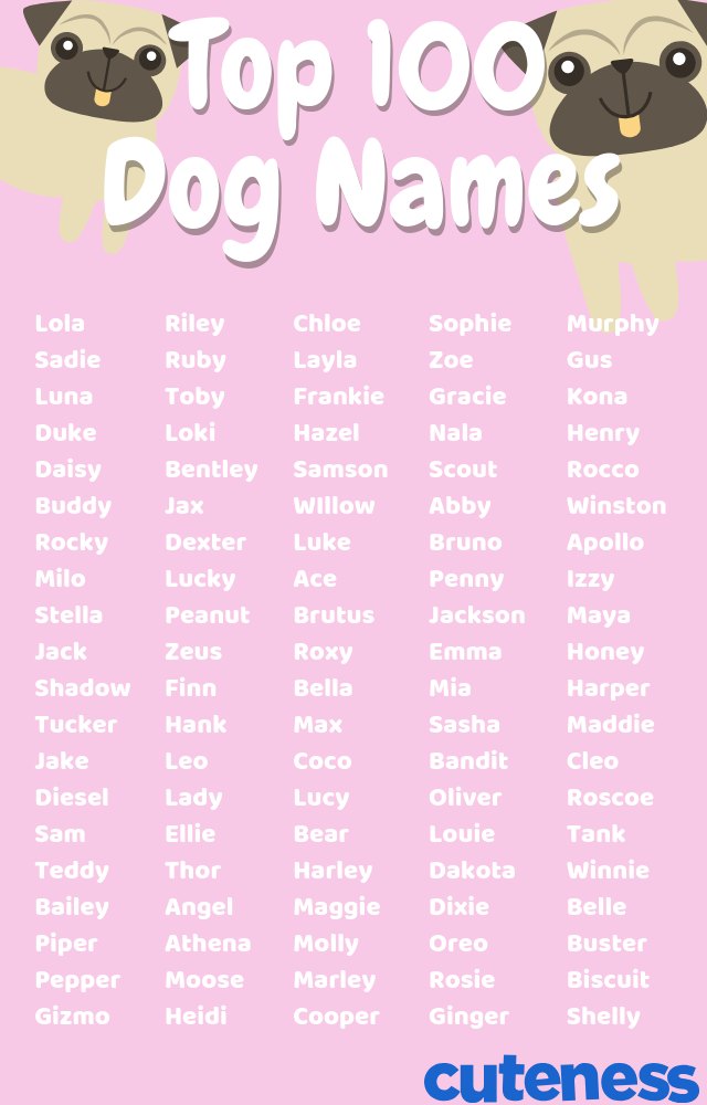 top 100 dog names infographic