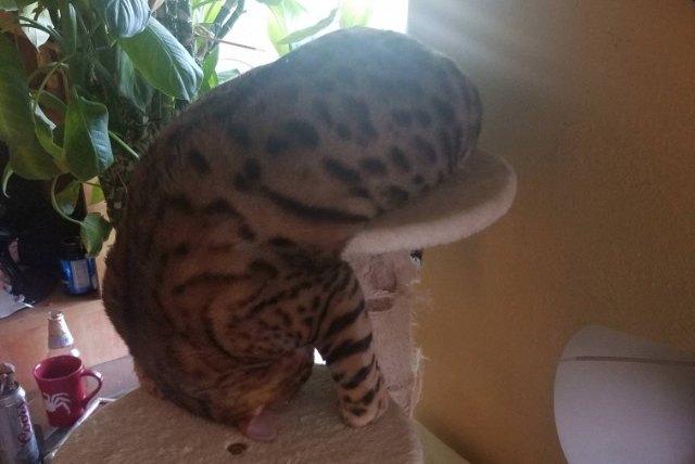 cat in an awkward sleeping position