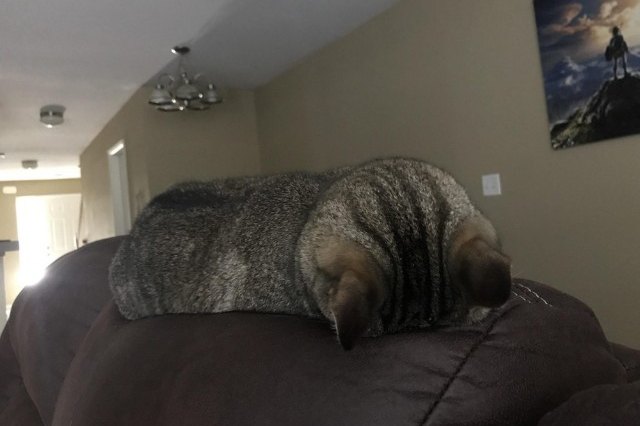 cat sleeping face down