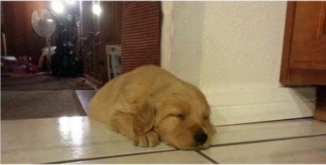Puppy sleeping on floor
