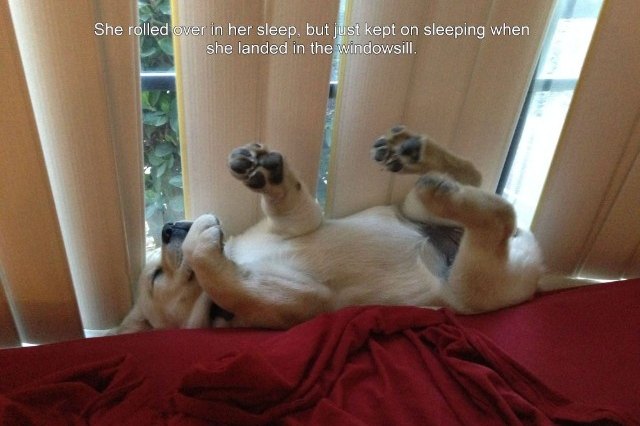sleeping puppy against a window