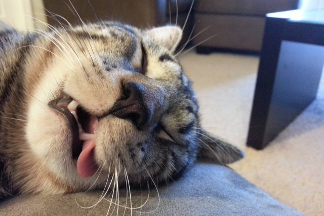 cat sleeping with tongue out