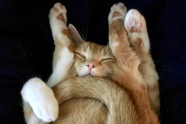 orange cat folded up asleep
