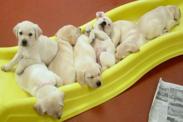 puppies sleeping on a slide