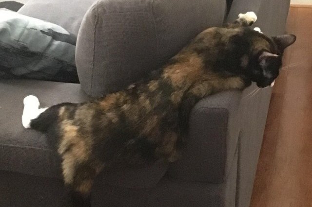 cat sleeping on hard back of gray couch