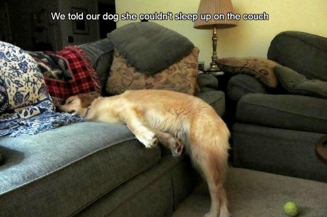 Dog sleeping with head on couch