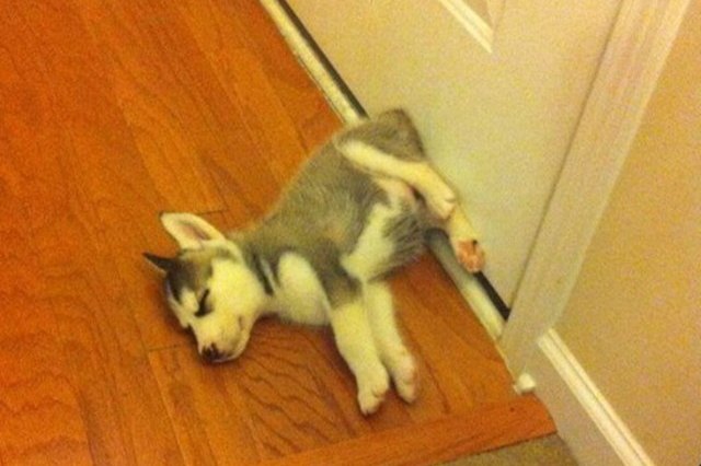 Husky puppy sleeping against door