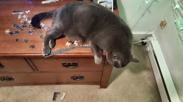 cat sleeping on top of jigsaw puzzle