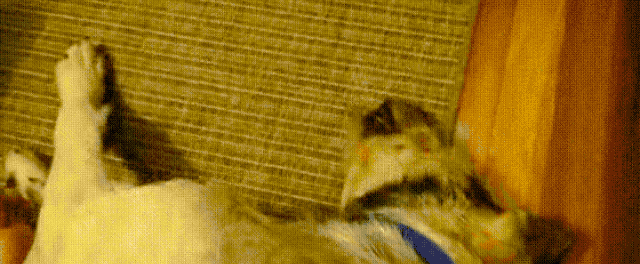 Dog sleeping on person's lap
