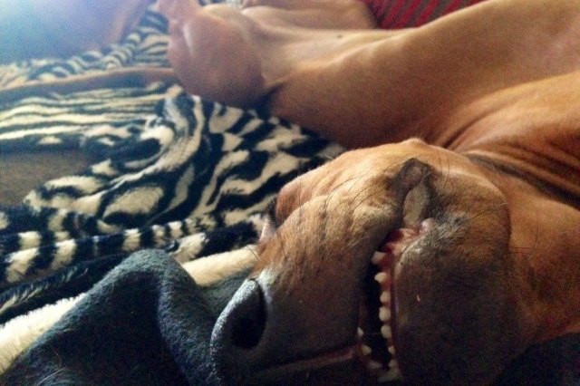 dog sleeping sideways and smiling on a blanket
