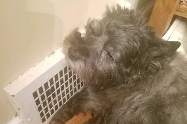 Dog snuggling up against heater