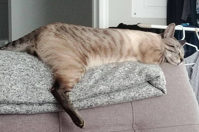 cat asleep on a blanket with front paws not visible