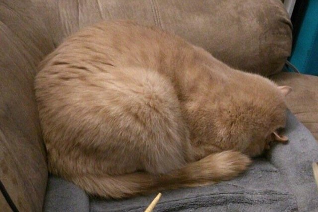 Orange cat sleeping face down