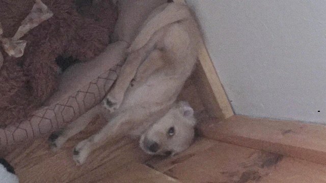 puppy sleeping next to dog bed