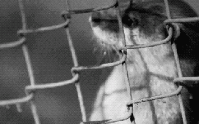 Dogs Peeking At You Through Fences