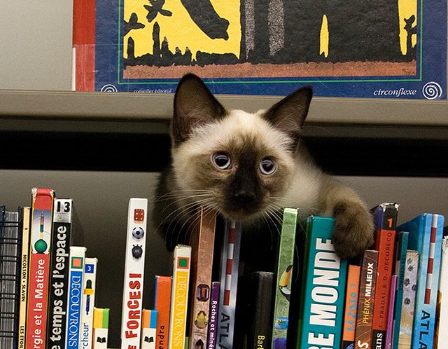 22 library cats reading all the books and napping all the naps