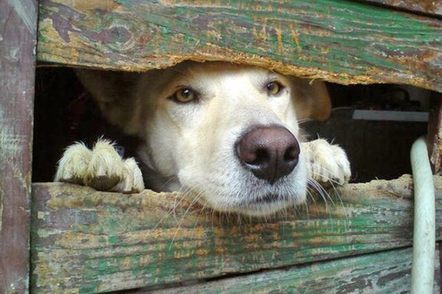 Dogs Peeking At You Through Fences