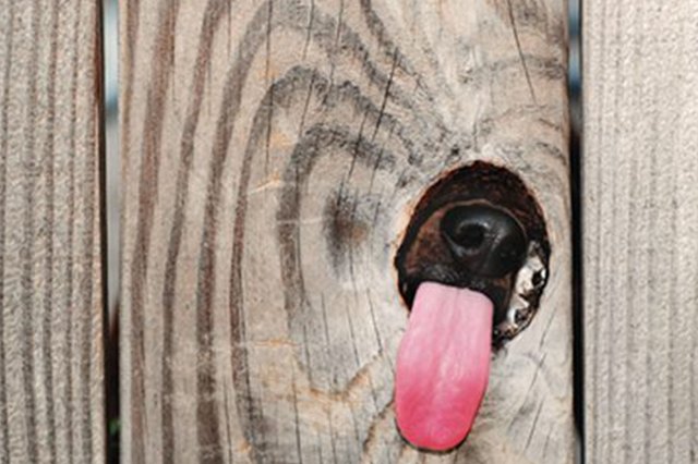 Dogs Peeking At You Through Fences
