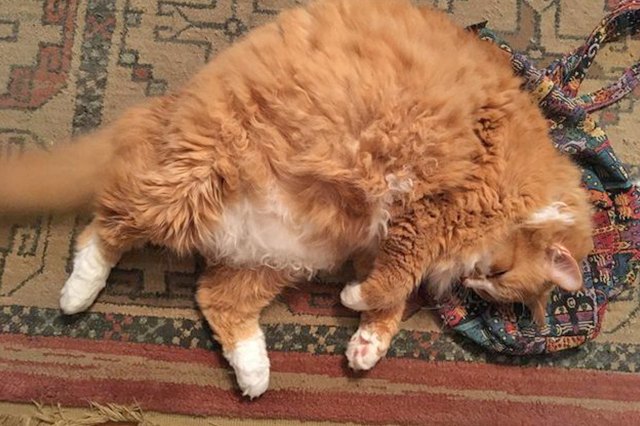 18 of the Finest Cat Bellies the World Has Ever Seen