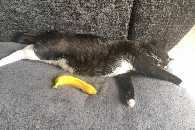 18 of the Finest Cat Bellies the World Has Ever Seen