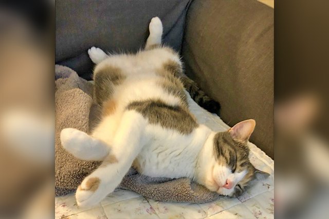 18 of the Finest Cat Bellies the World Has Ever Seen